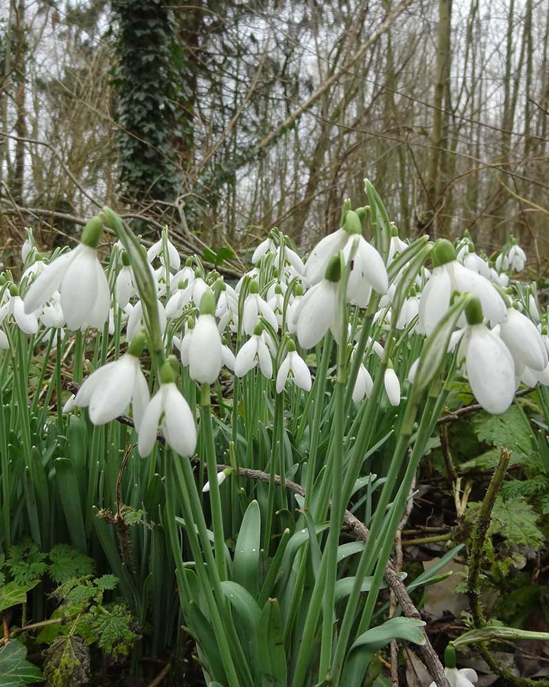 Stinzenplant Sneeuwklokje Galanthus