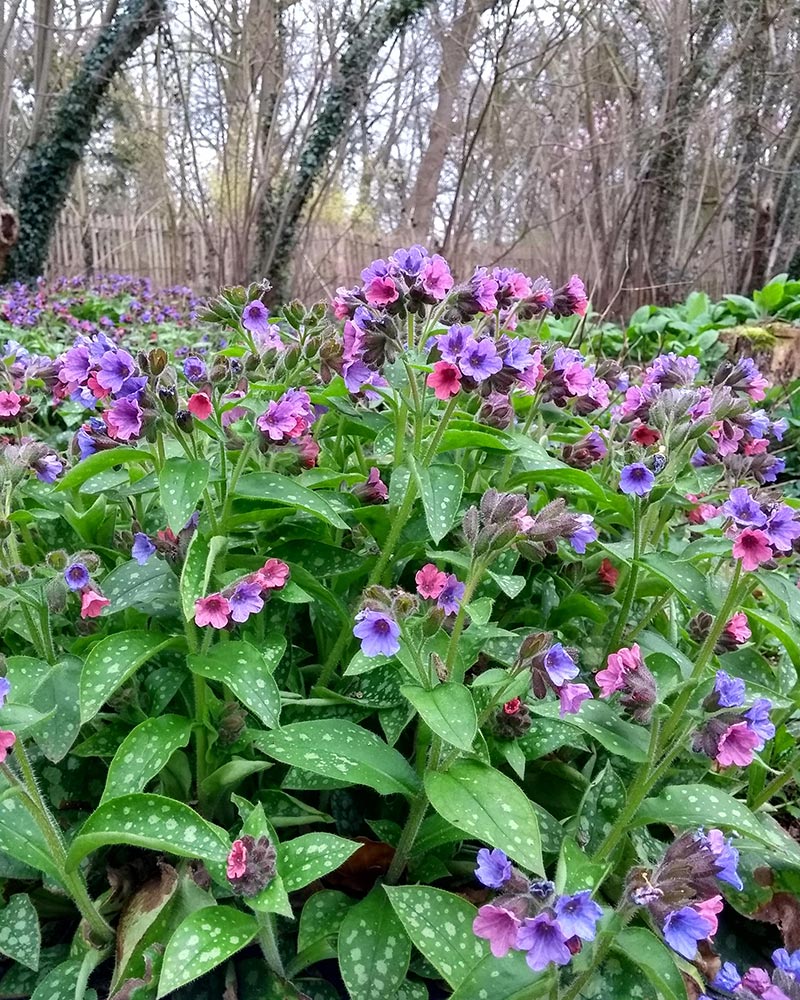 Bodembedekker Pulmonaria officinalis