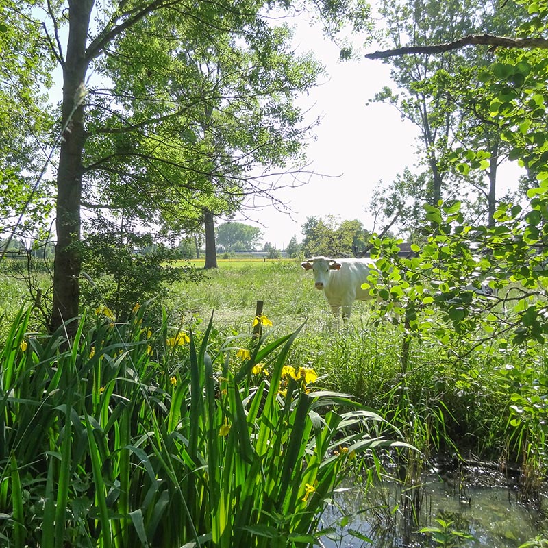 Integratie van tuinen in het landschap