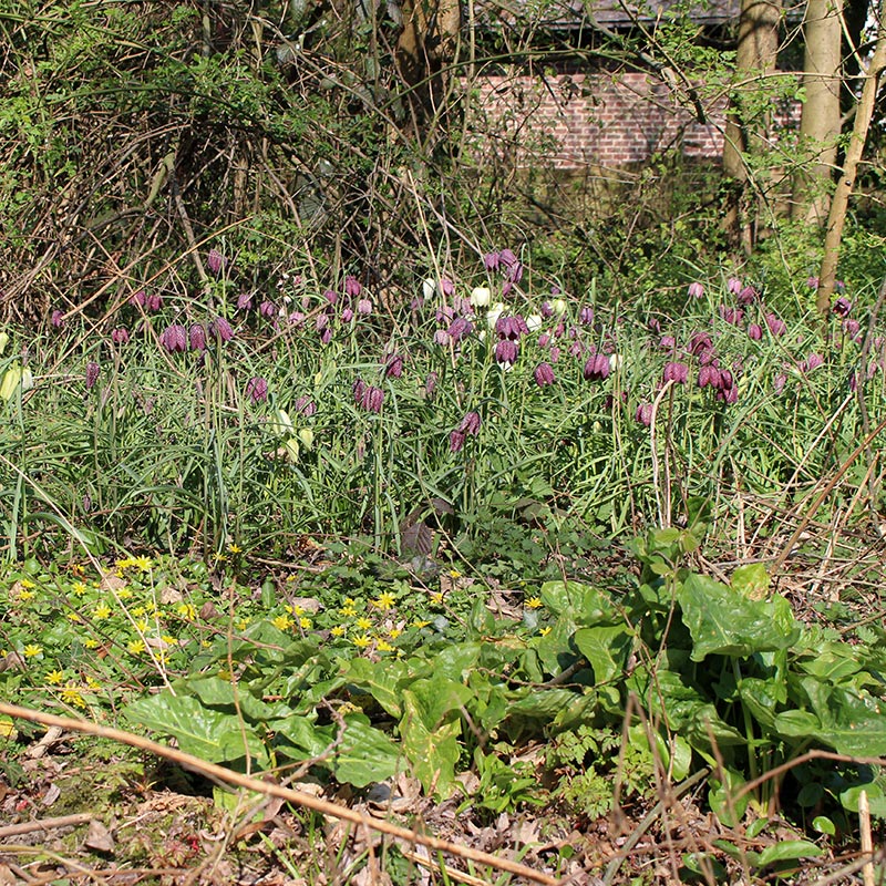 Introductie van inheemse plantensoorten volgens plantengemeenschappen