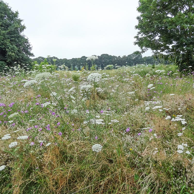 Wilde plantengemeenschappen behouden en versterken